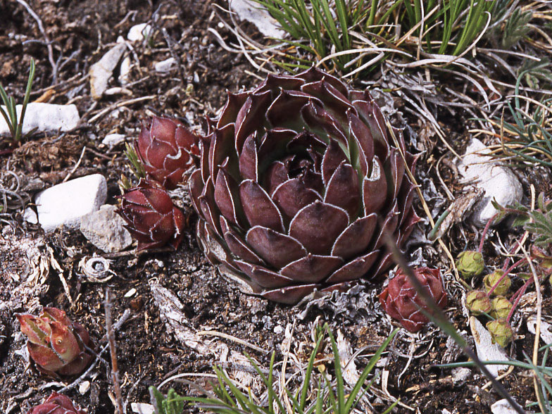 Sempervivum tectorum