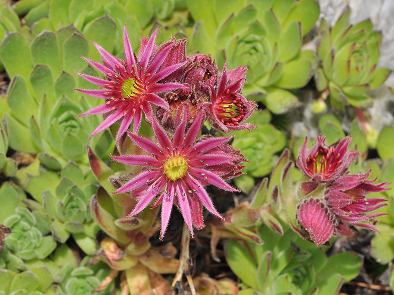 Sempervivum tectorum