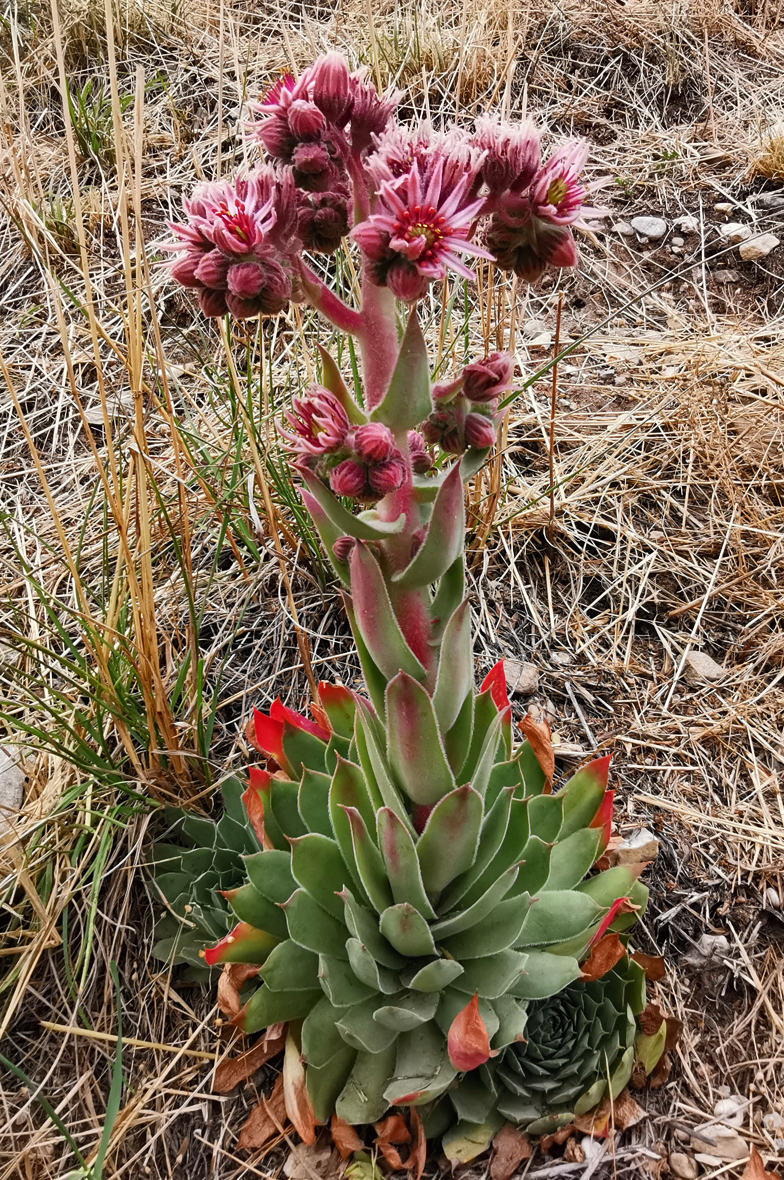 Sempervivum tectorum