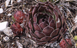 Sempervivum tectorum