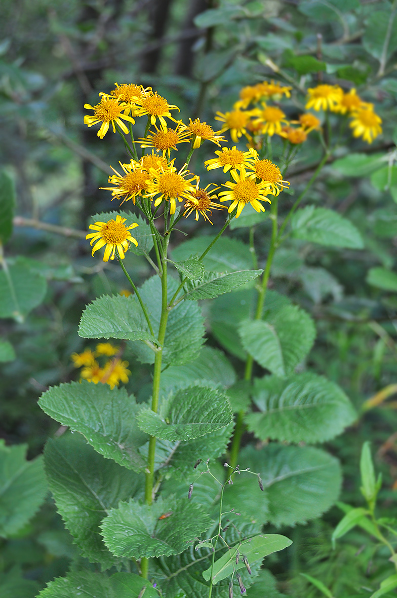 Senecio alpinus