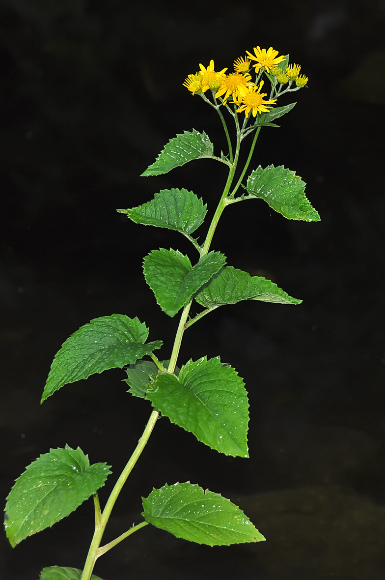 Senecio alpinus