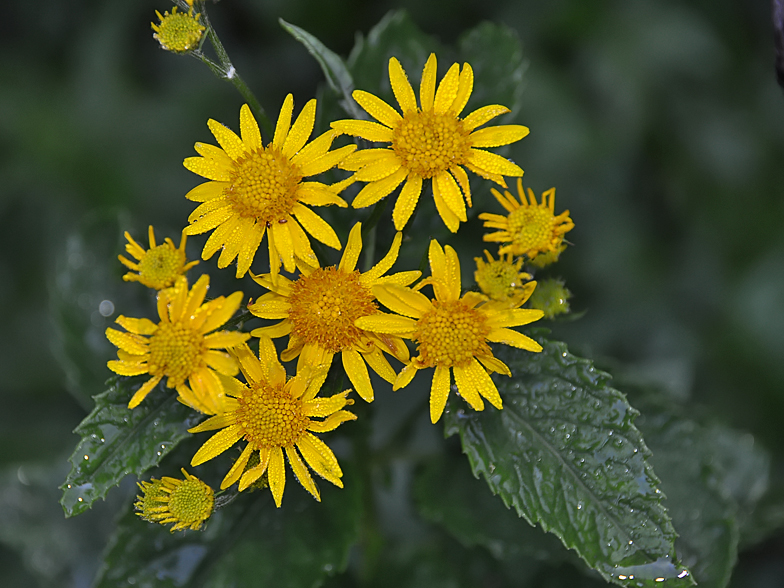 Senecio alpinus