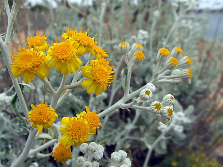 Senecio bicolor