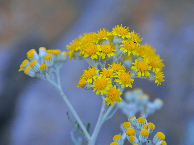 Senecio bicolor