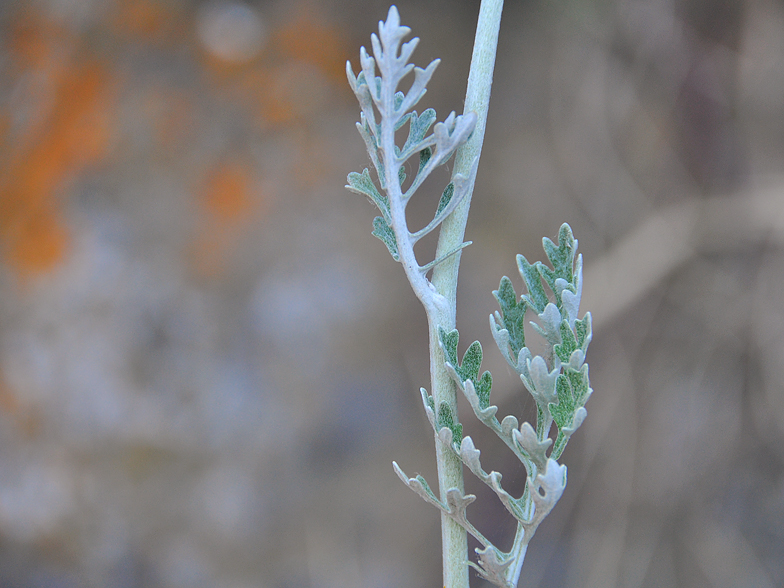 Senecio bicolor