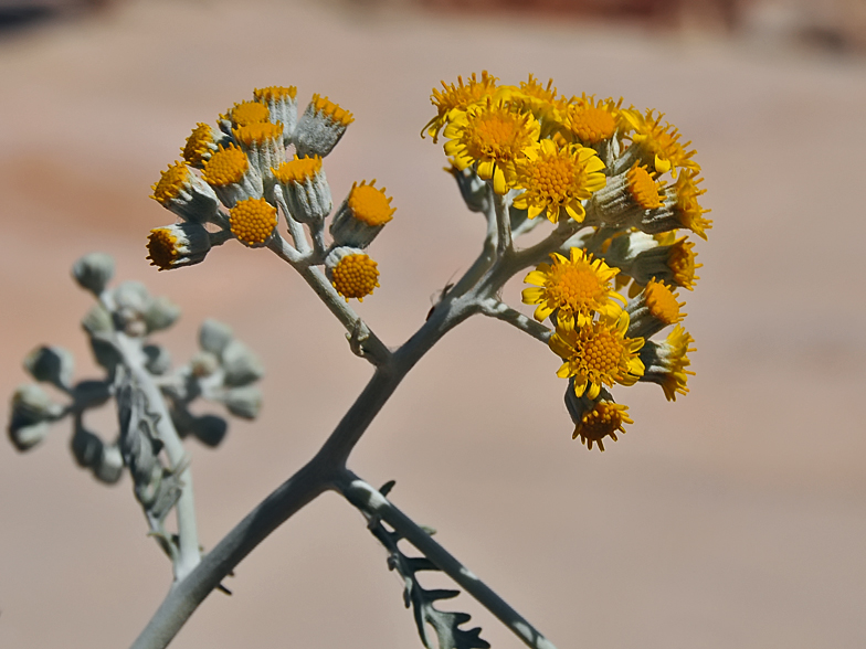 Senecio bicolor