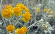 Senecio bicolor