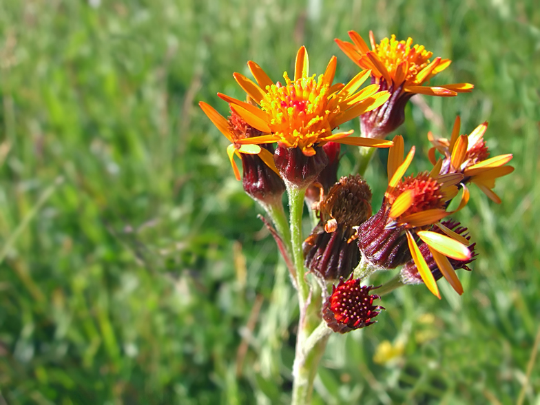 Senecio capitatus