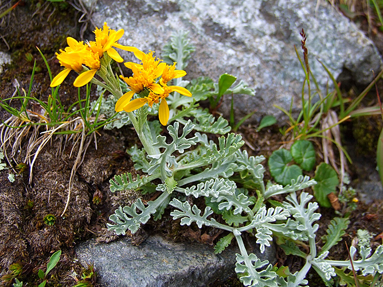 Senecio incanus