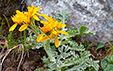 Senecio incanus