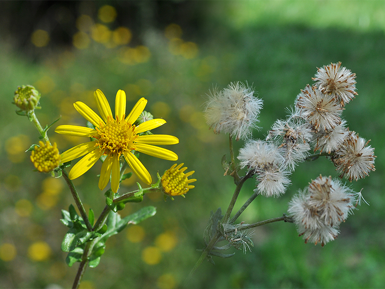 Senecio jacobaea