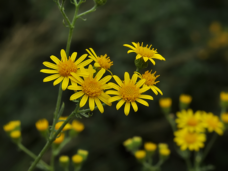 Senecio jacobaea