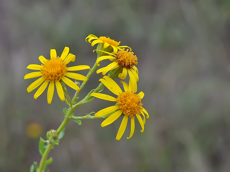 Senecio jacobaea