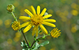 Senecio jacobaea