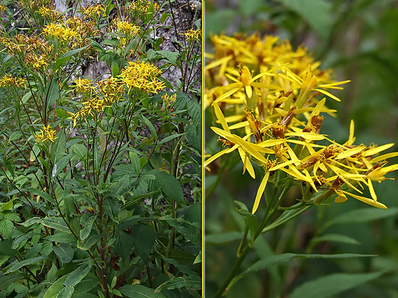 Senecio ovatus