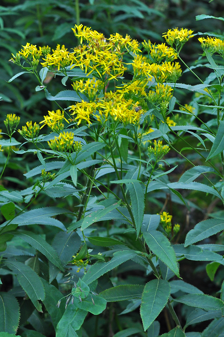 Senecio ovatus