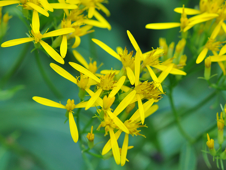 Senecio ovatus