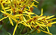 Senecio ovatus