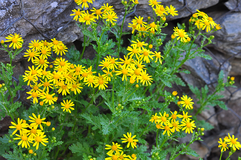 Senecio squalidus ssp rupestris