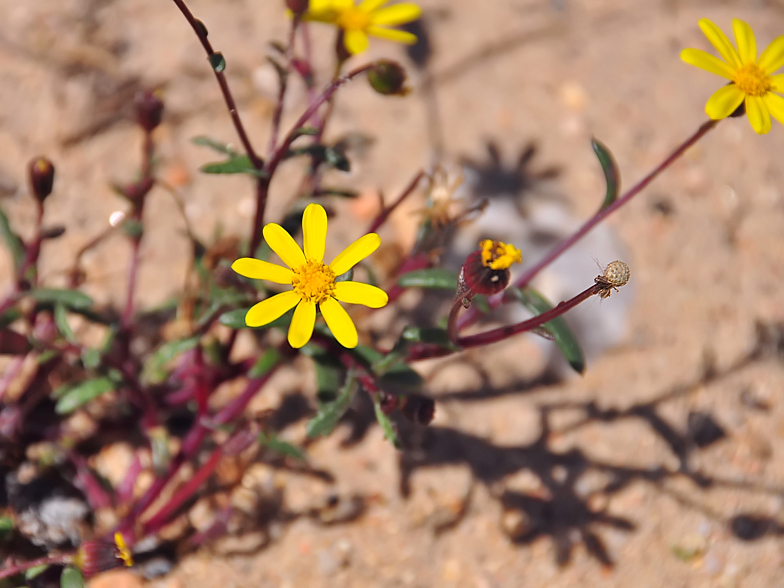 Senecio transiens