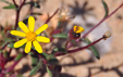 Senecio transiens