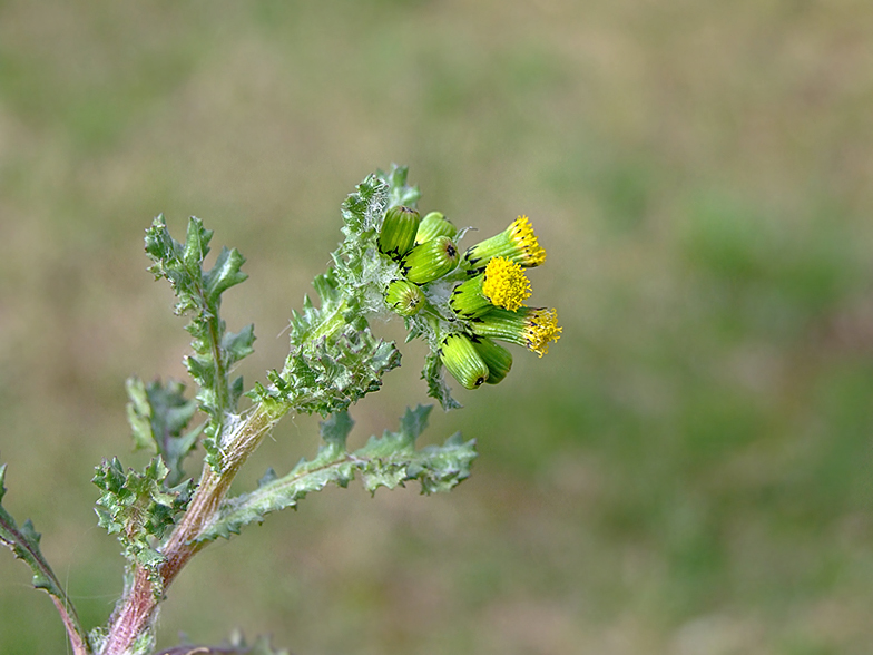 Senecio vulgaris