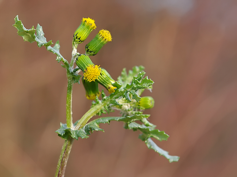 Senecio vulgaris