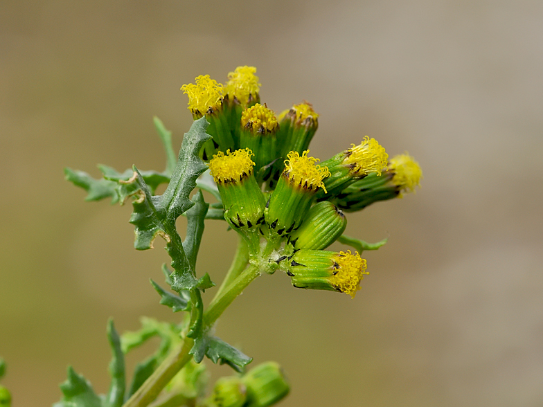 Senecio vulgaris