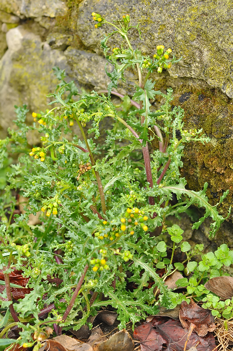 Senecio vulgaris