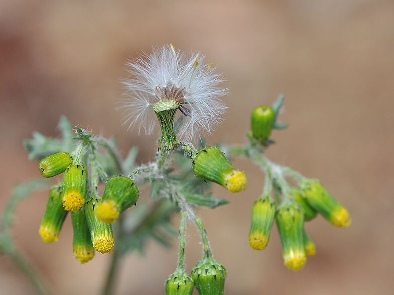 Senecio vulgaris