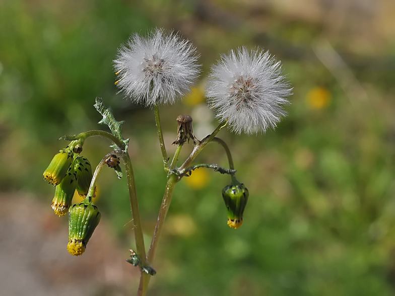 Senecio vulgaris