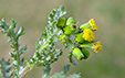 Senecio vulgaris