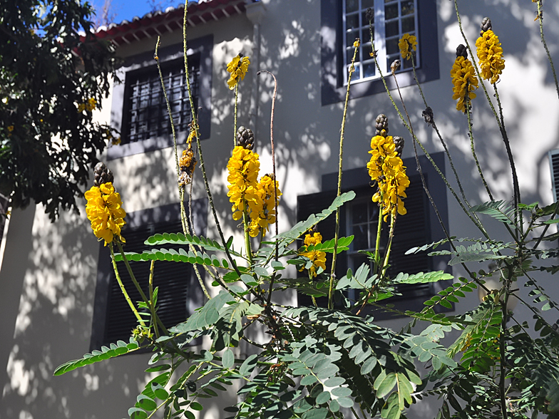 Senna didymobotrya 2