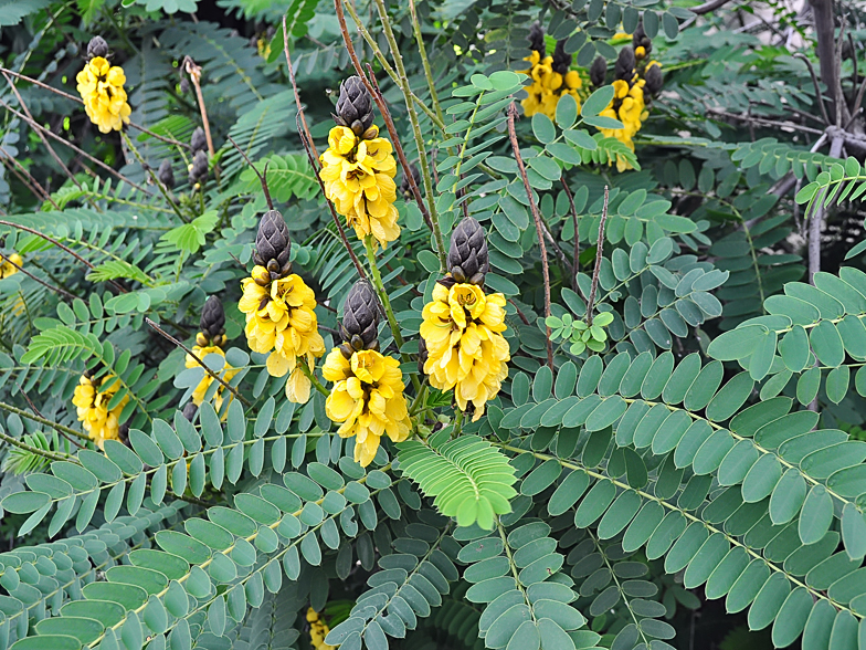 Senna didymobotrya