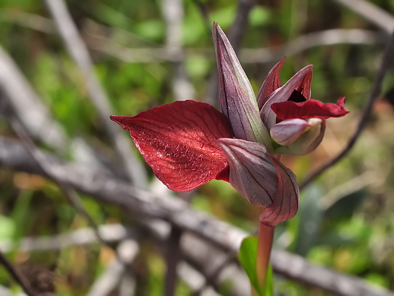 Serapias cordigera