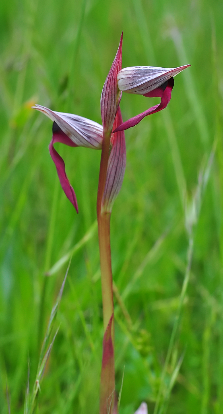 Serapias lingua