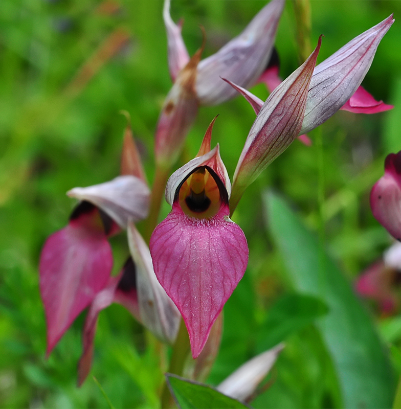 Serapias lingua