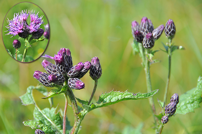 Serratula tinctoria