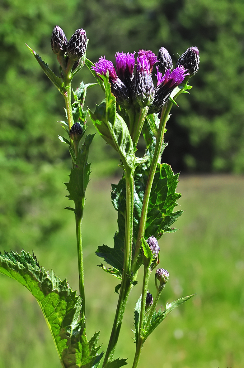 Serratula tinctoria