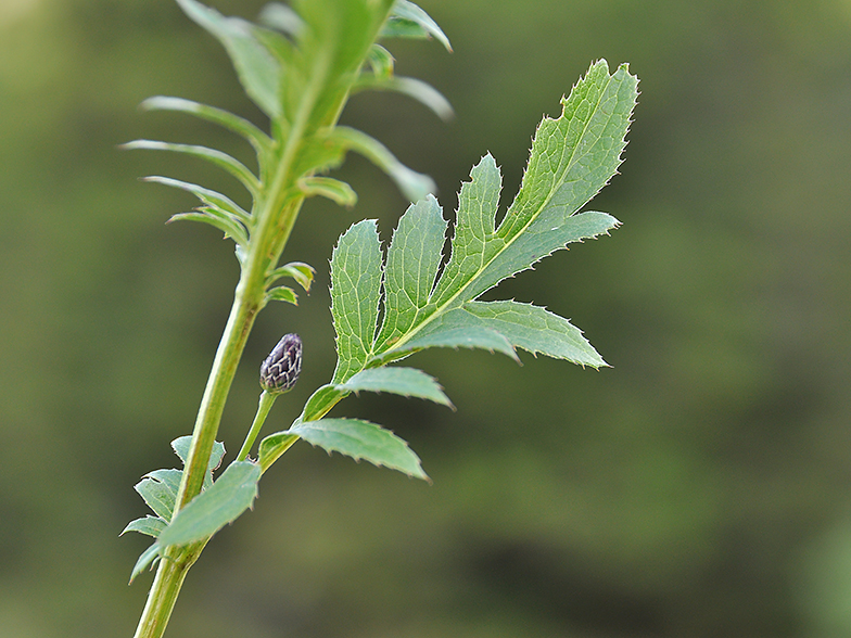 Serratula tinctoria feuille