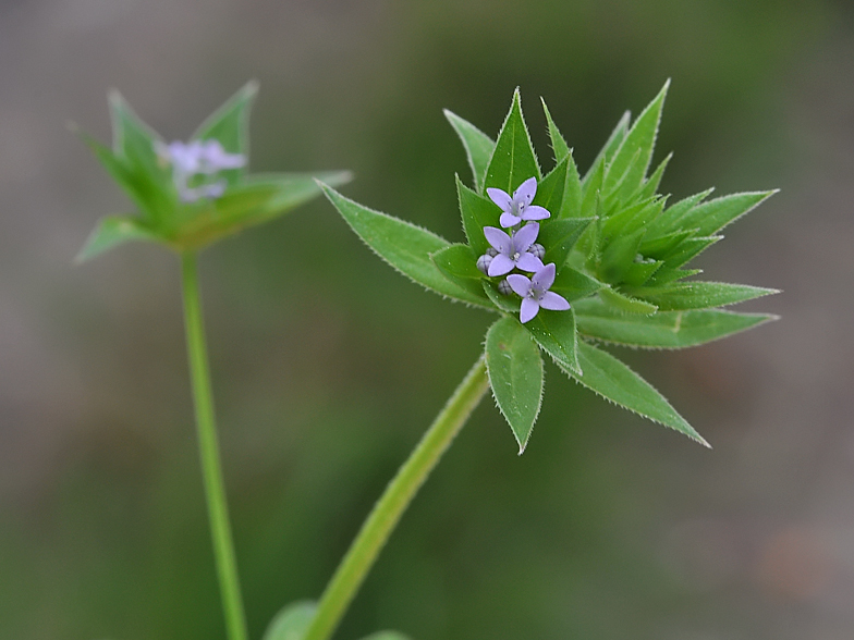 Sherardia arvensis