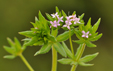 Sherardia arvensis