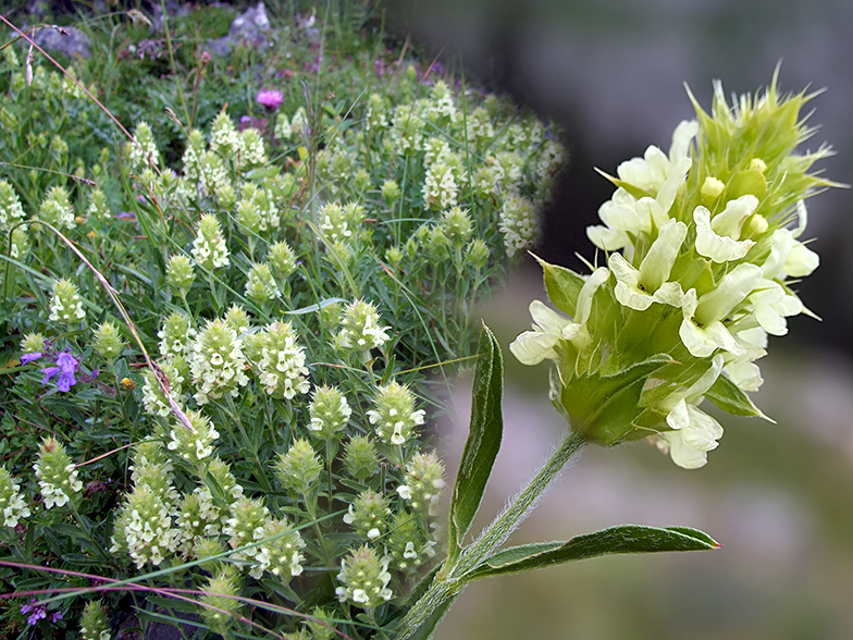 Sideritis hyssopifolia