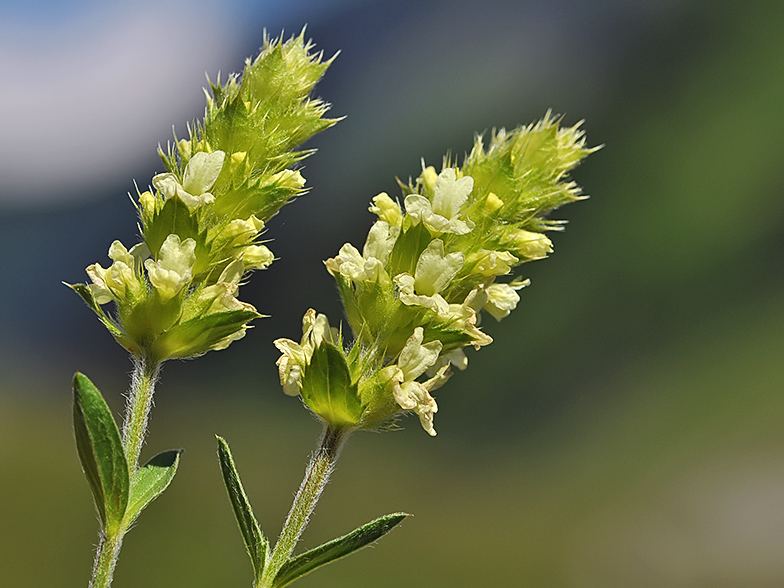 Sideritis hyssopifolia