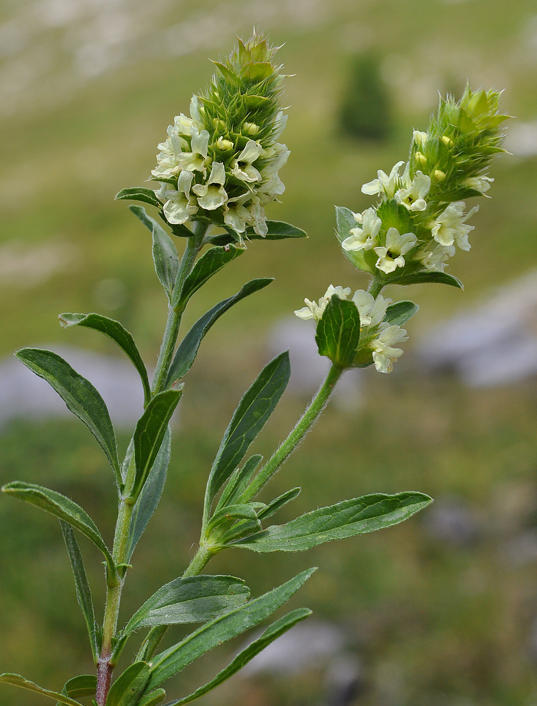 Sideritis hyssopifolia