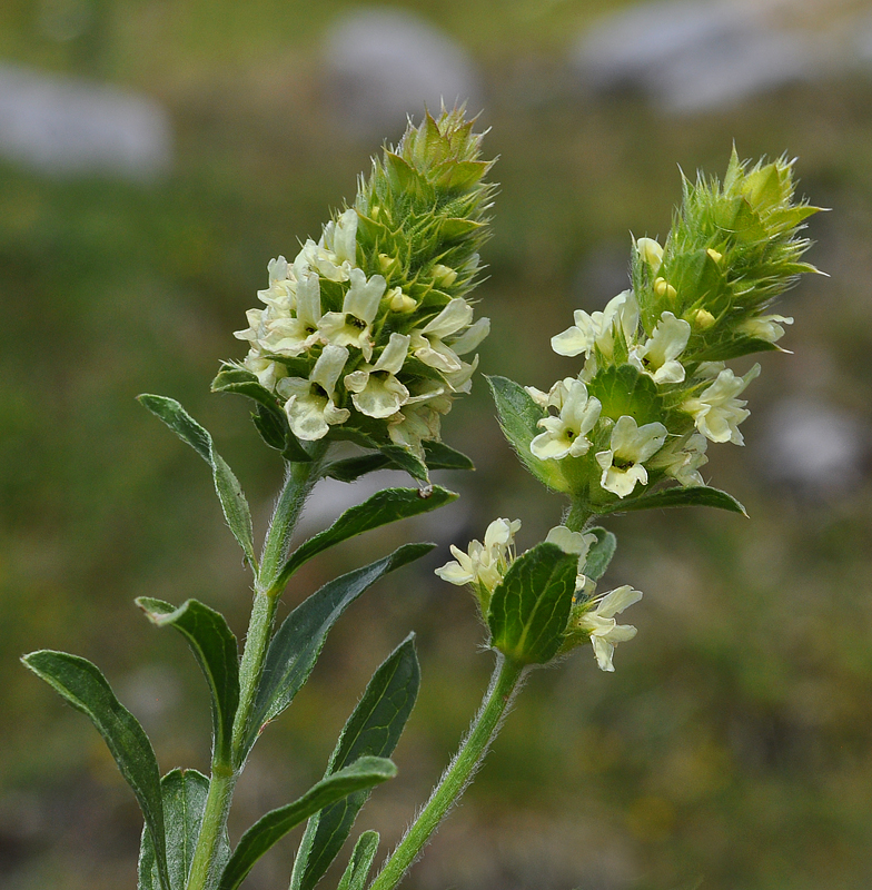 Sideritis hyssopifolia