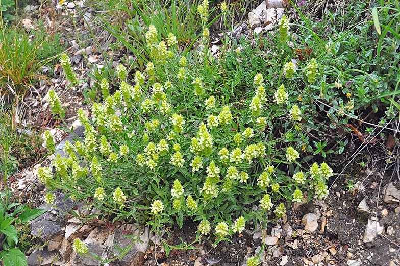 Sideritis hyssopifolia