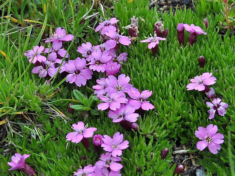 Silene acaulis