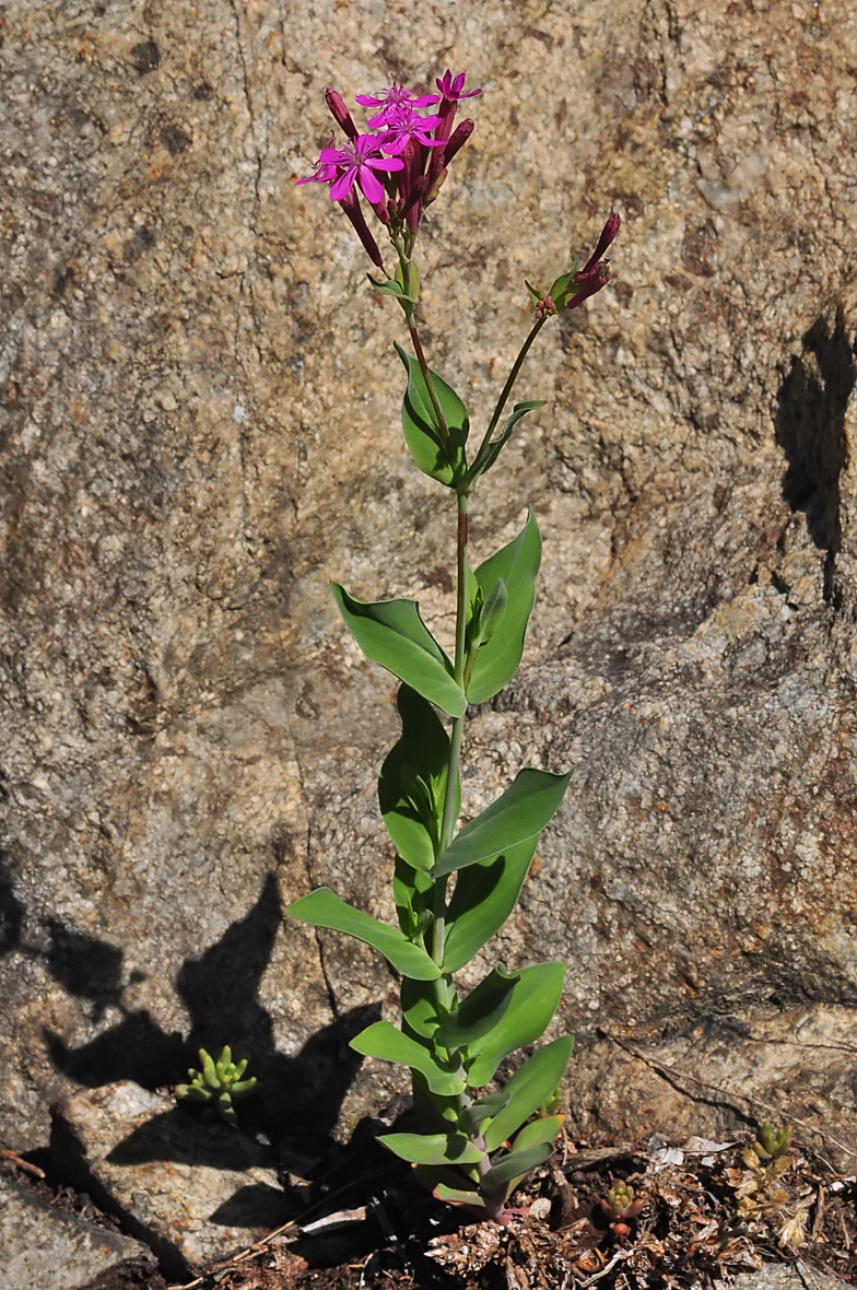 Silene armeria